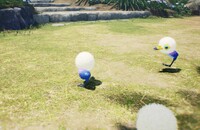 Downy Snagret backside.jpg