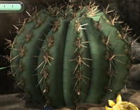 Cactus.png