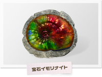Newtolite Shell artwork.png