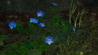 P4 Speedwell.jpg