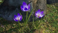 P4 crocus flower.jpg