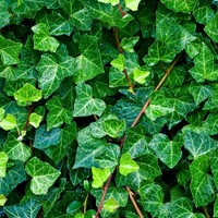 Hedera-helix.jpg