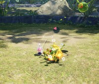 Swooping Snitchbug attacked.jpg