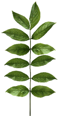 Impact site elderberry.png