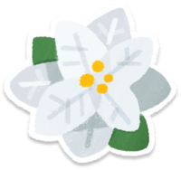 PB Lifelog Poinsettia White.png