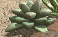 Succulent.png