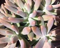 Real succulent.jpg