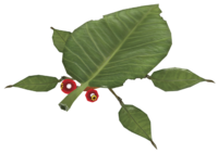 Skitter leaf.png