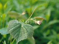 Sozaijiten06 097.jpg