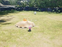 Sunsquish killing.jpg