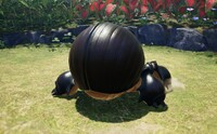 Horned Cannon Beetle backside.jpg