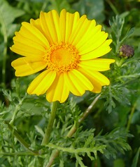 Real Yellow Marigold.jpg