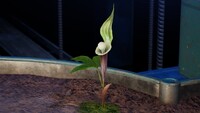 Jack-in-the-pulpits.jpg