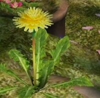 Dandelion.jpg