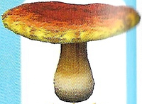 P2 Artwork Toxic Toadstool.png