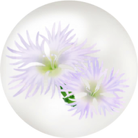 White dianthus nectar icon.png