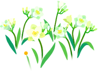 White freesia flowers icon.png