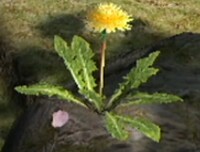 Dandelion p2.jpg
