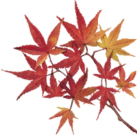 Wistful wild intro leaves.png