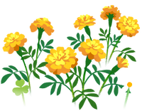 Yellow marigold flowers icon.png
