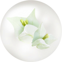 White bougainvillea nectar icon.png