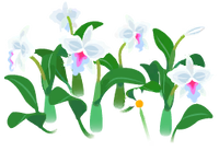 White cattleya flowers icon.png