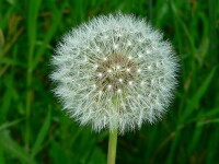 Real Dandelion Seed.jpg