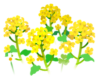 Yellow canola flower flowers icon.png