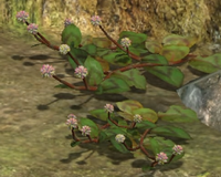 Clover-like flower.png