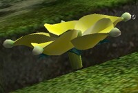 Candypop Bud root.jpg