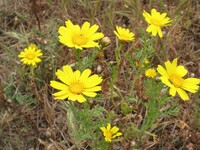 Glebionis coronaria-real.jpg