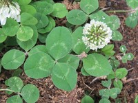 Trifolium repens.jpg