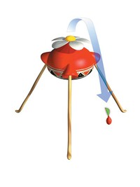 Red Onion P1 seed.jpg