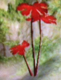 Red Leaf plant.jpg