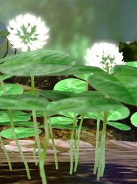 Trifolium alexandrinum.png