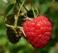 Real Raspberries.jpg