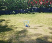 Iceblown Dweevil corpse.jpg