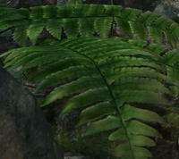 P3 Ferns 2.png
