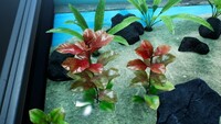 Variegated Croton.jpg