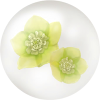 Yellow helleborus nectar icon.png