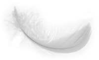 White feather (real world).jpg