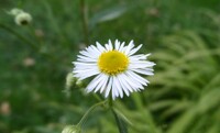 Real fleabane.jpg