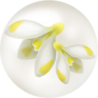 Yellow snowdrop nectar icon.png