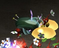 P2 Iridescent Flint Beetle attacked.jpg