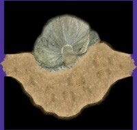 P2CU room saka2 2 tsuchi.jpg