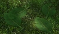 Skitter leaves.jpg