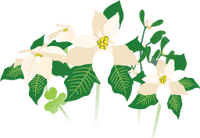 White poinsettia flowers icon.png